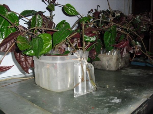 menanam daun sirih dengan teknik stek air
