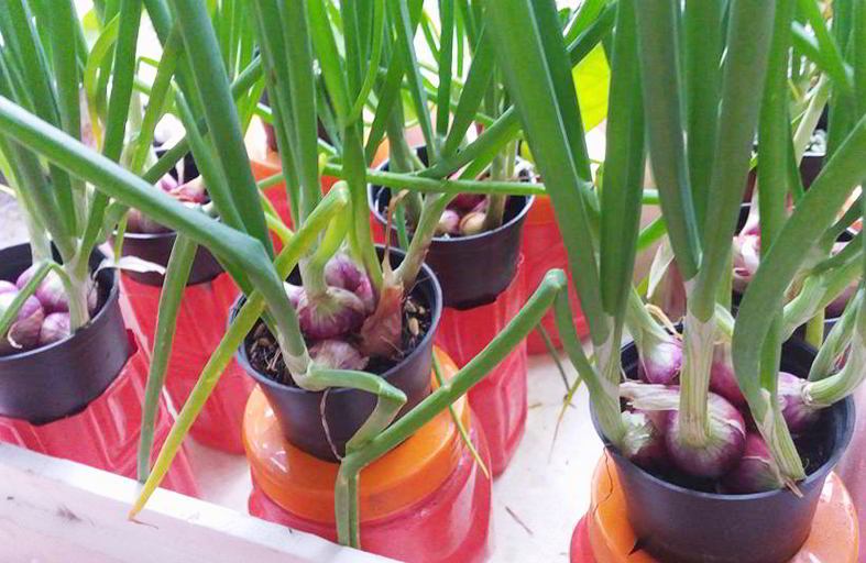 cara menanam bawang dalam pot