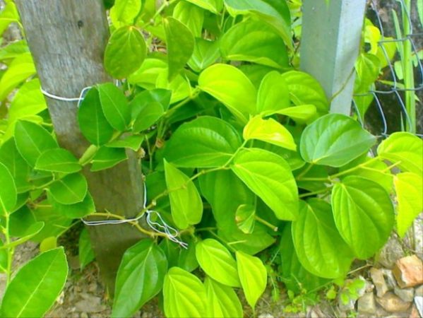 tanaman obat daun sirih