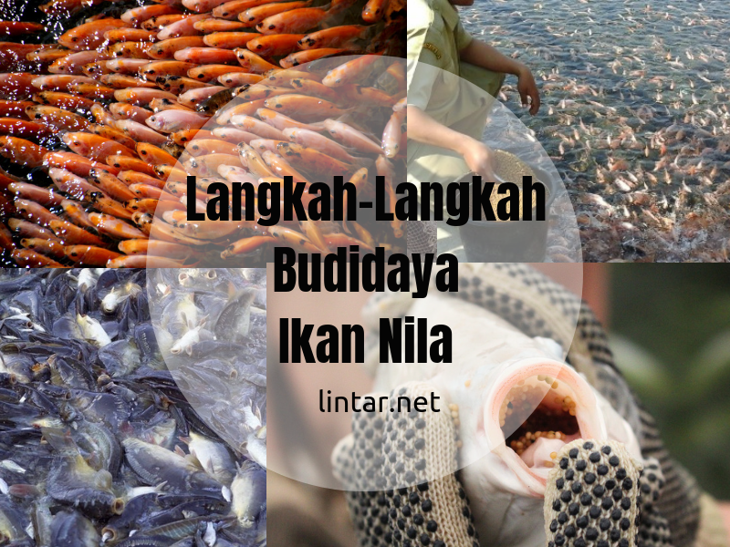 langkah langkah dalam membudidayakan ikan nila