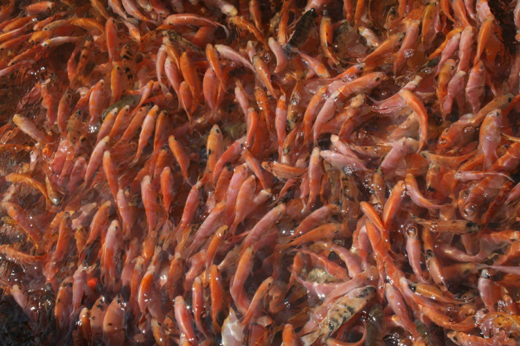kolam pendederan benih ikan nila sampai layak konsumsi
