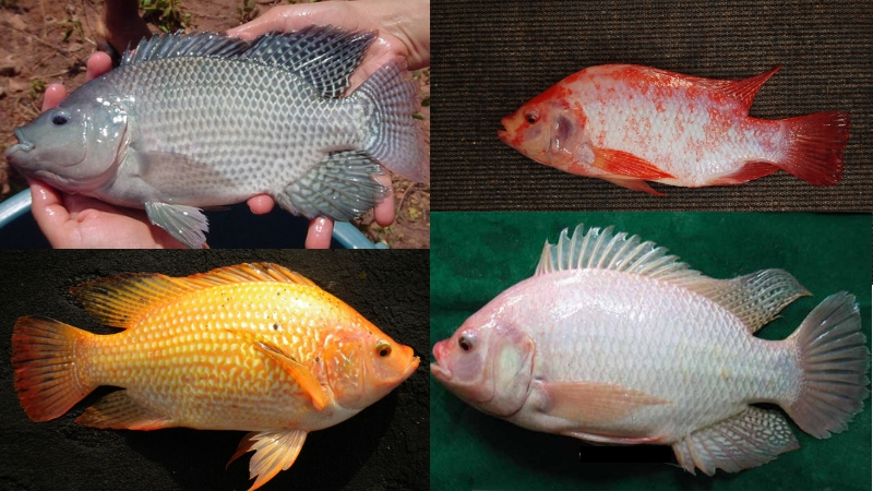 11+ Jenis Ikan Nila Pilihan Untuk Menghasilkan Produksi yang Berlimpah