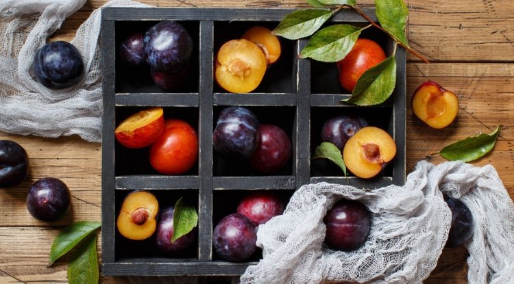 kandungan nutrisi buah plum