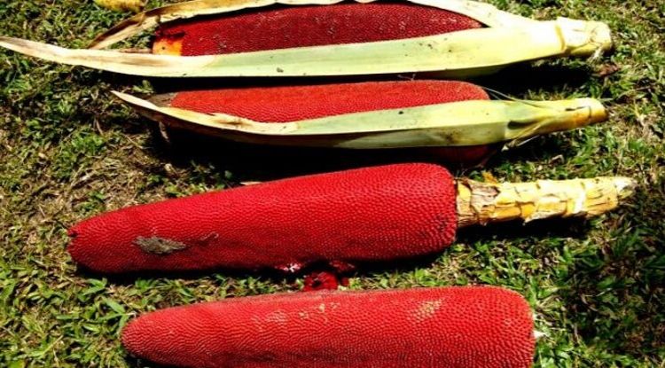 manfaat buah merah papua