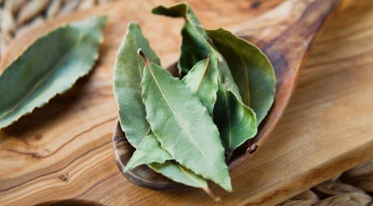 manfaat daun salam bagi kesehatan tubuh