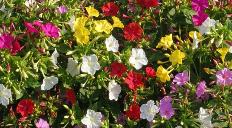 Bunga Pukul Empat Morfologi Manfaat Dan Cara Menanamnya