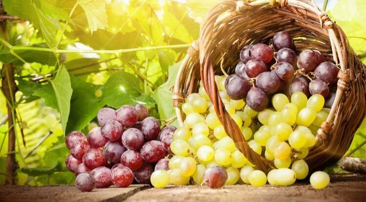 manfaat buah anggur